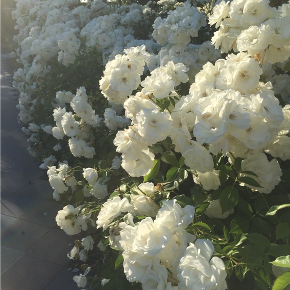 Meet your Posher, JuniperJeans - Picture 2 of 2